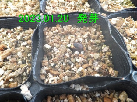 白檀の種 10粒