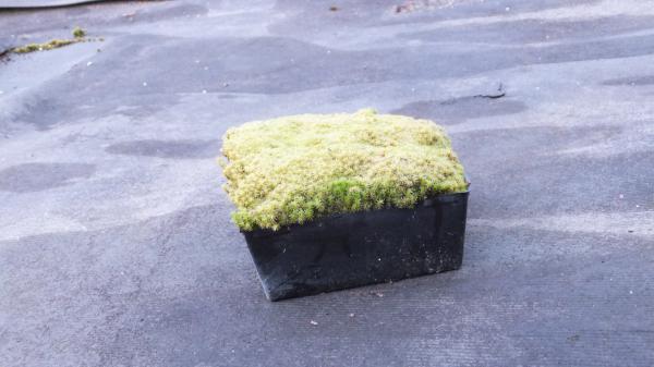 スナゴケ 10cm×10cm 平鉢15個セット