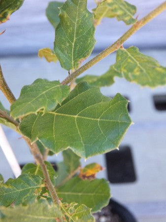 Quercus subur コルクガシ