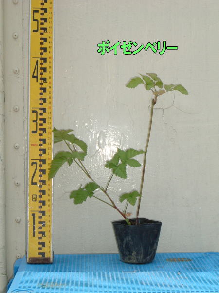 ポイゼンベリー