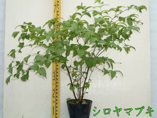 シロヤマブキ