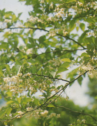 エゴノキの種 30粒