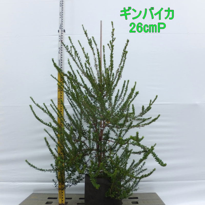 ギンバイカ 26㎝ポット