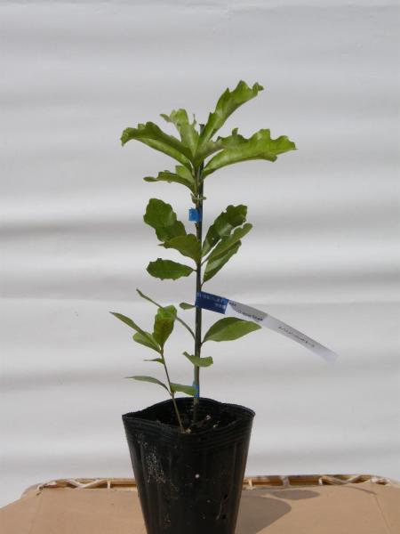 Quercus falcata スパニッシュレッドオーク