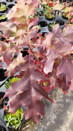 Quercus coccinea スカーレットオーク