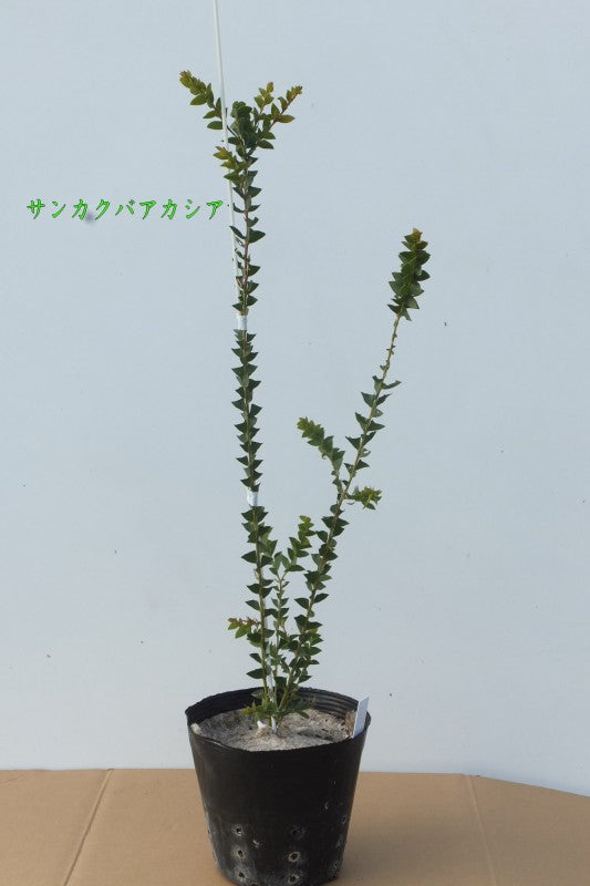 サンカクバ・アカシア