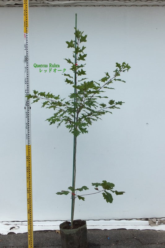 Quercus rubra レッドオーク