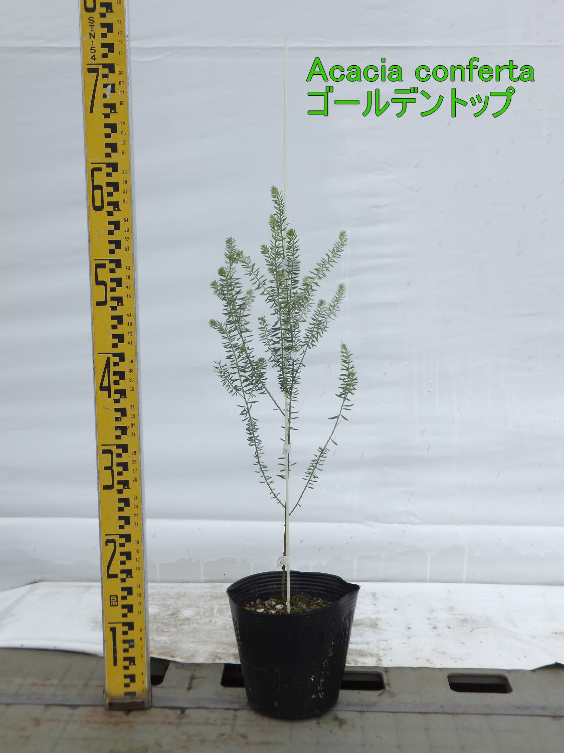 ゴールデントップ