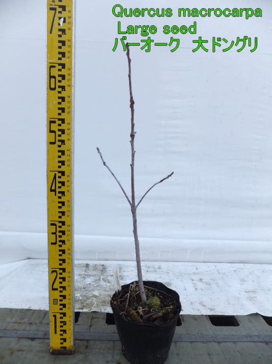 Quercus macrocarpa Large seed