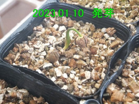白檀の種 10粒