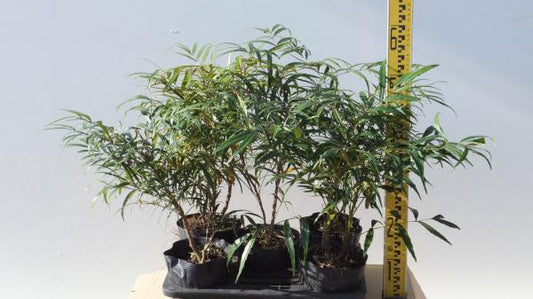 マホニアコンフィューサ　5本セット
