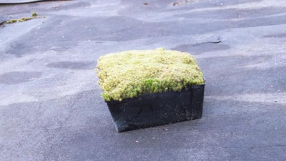 スナゴケ　10cm×10cm　平鉢15個セット