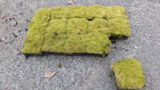 スナゴケ　10cm×10cm　平鉢15個セット