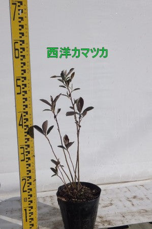西洋カマツカ　株立ち