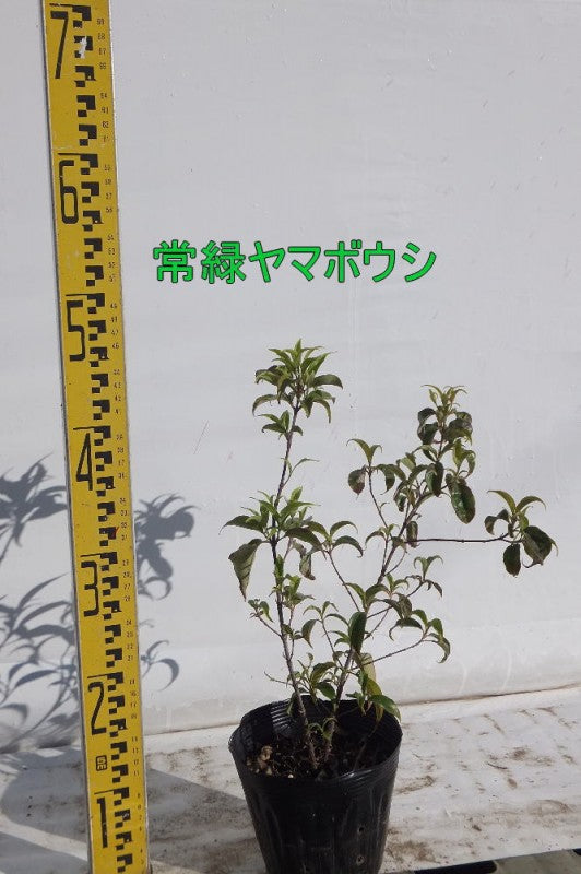 常緑ヤマボウシ