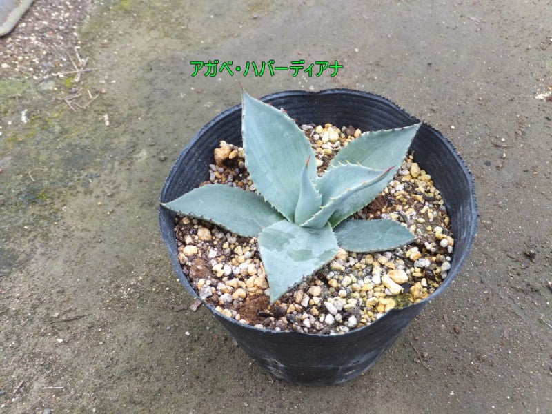 アガベ・ハバーディアナ