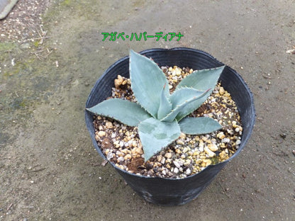 アガベ・ハバーディアナ