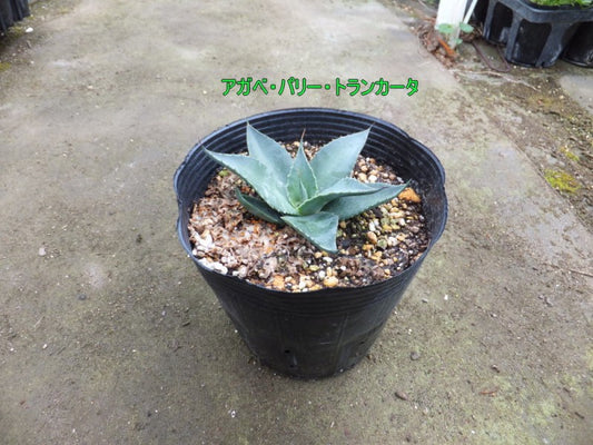 アガベ・パリー　トランカータ