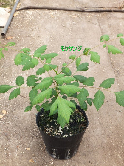 モクゲンジ