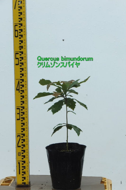 Quercus　bimundorum クリムゾンスパイヤ