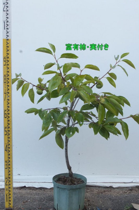 富有柿・実付き