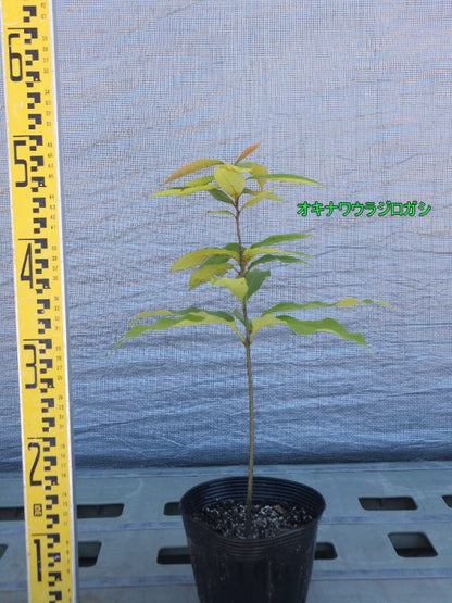 Quercus　miyagii 　オキナワウラジロガシ