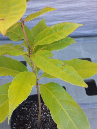 Quercus　miyagii 　オキナワウラジロガシ