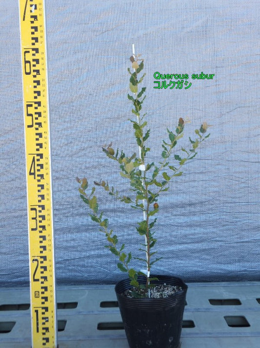 Quercus subur コルクガシ