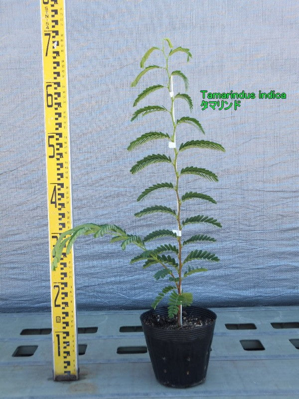 Tamarindus indica タマリンド