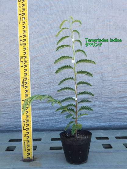 Tamarindus indica タマリンド