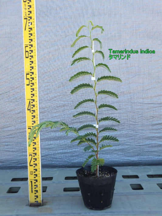 Tamarindus indica タマリンド
