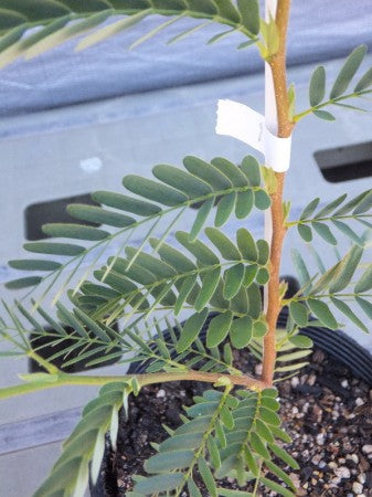 Tamarindus indica タマリンド