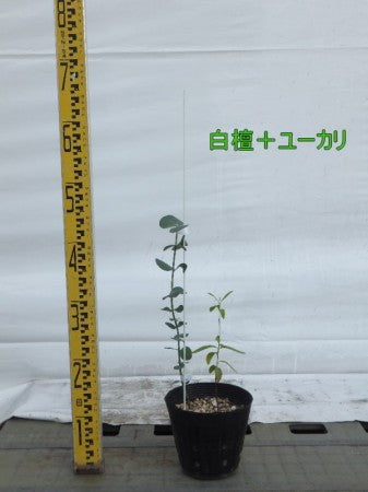 白檀+ユーカリ