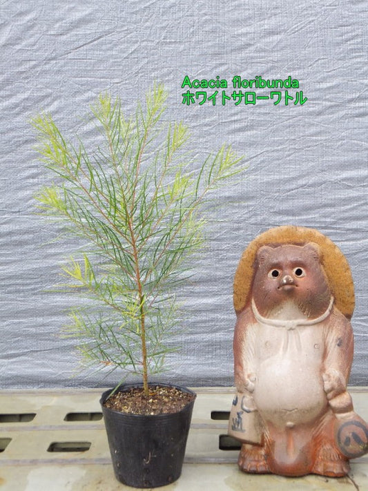 ホワイトサローワトル　15cmポット