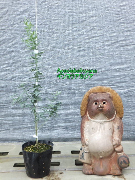 ミモザ・ギンヨウアカシア　15cmポット