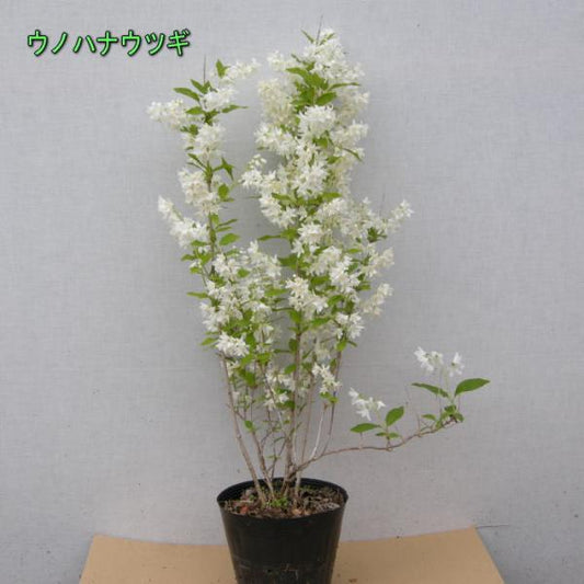 ウツギ