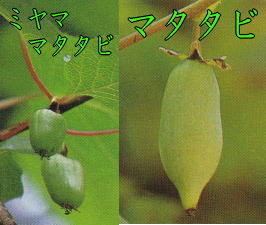 マタタビ