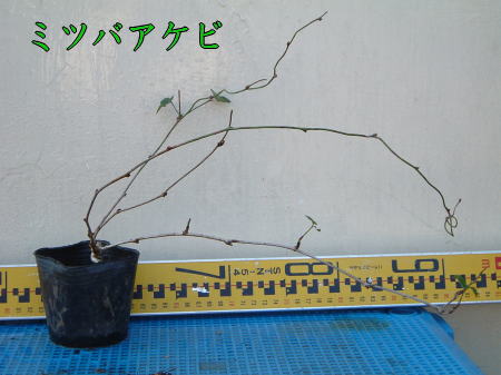 アケビ・ムベ