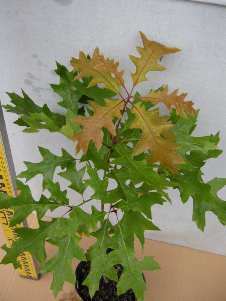 Quercus　coccinea　スカーレットオーク
