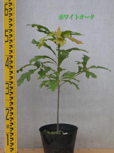 Quercus　alba　ホワイトオーク