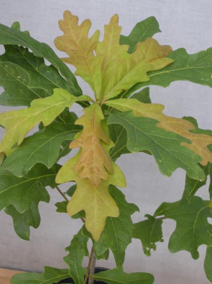Quercus　alba　ホワイトオーク