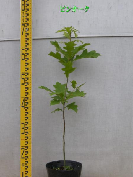Quercus　palustris　ピンオーク