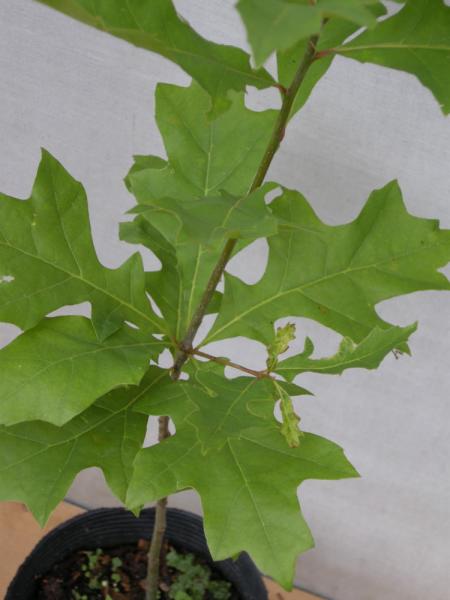 Quercus　palustris　ピンオーク