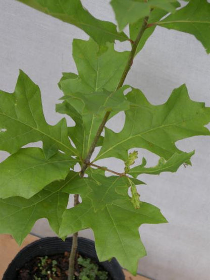 Quercus　palustris　ピンオーク