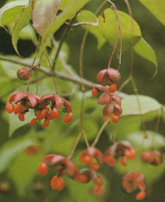 ツリバナの種　5粒