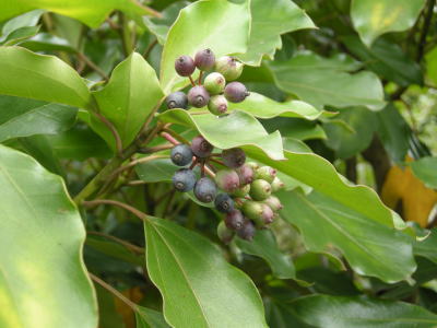 カクレミノの種　50粒