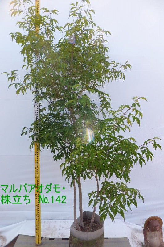 マルバアオダモ　No142