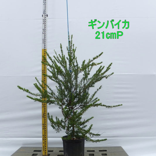 ギンバイカ　21㎝ポット