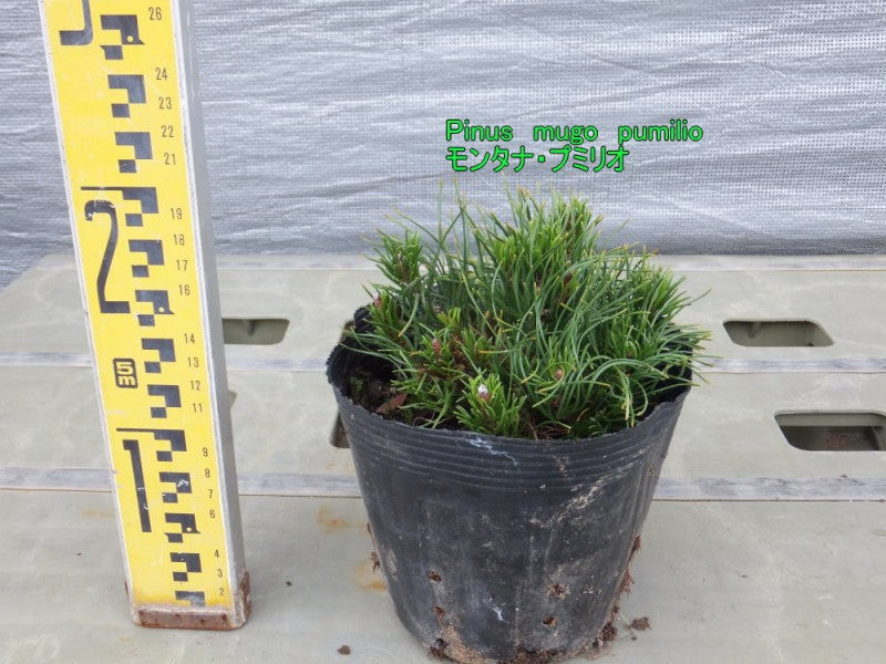 モンタナ・プミリオ