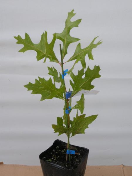 Quercus　laevis　ターキーオーク